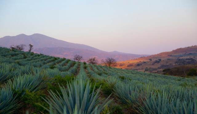 Agave fields surrounding the dormant Tequila Volcano