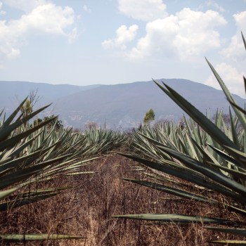 Image for the post Agave Spirits Trade Buyer’s Guide available now