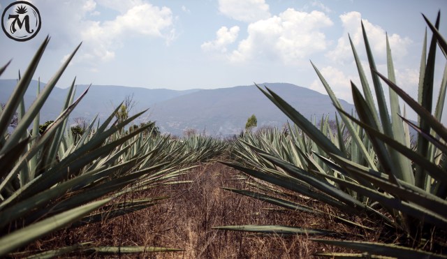 Image for the post Agave Spirits Trade Buyer’s Guide available now