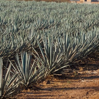 Image for the post Australian agave spirit, Act of Treason, has arrived
