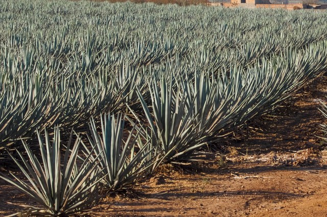 Image for the post WA cattle station hoping to produce agave spirit